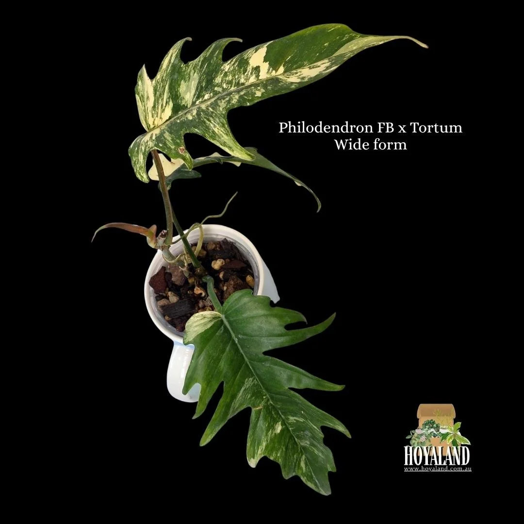 ⛄ Philodendron Florida Beauty X Tortum Wide Form | Hoyaland Rare